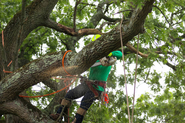 Best Tree Risk Assessment  in Paynesville, MN