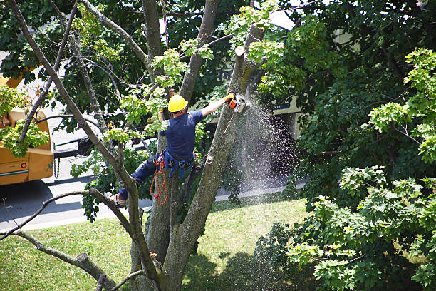 Landscape Design and Installation in Paynesville, MN