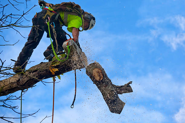 How Our Tree Care Process Works  in  Paynesville, MN